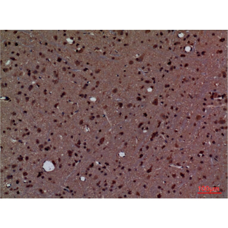Immunohistochemistry - Anti-PPIA Antibody (C30139) - Antibodies.com