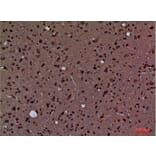 Immunohistochemistry - Anti-PPIA Antibody (C30139) - Antibodies.com