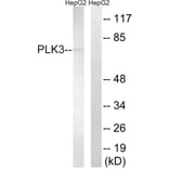 Western Blot - Anti-PLK3 Antibody (C18598) - Antibodies.com