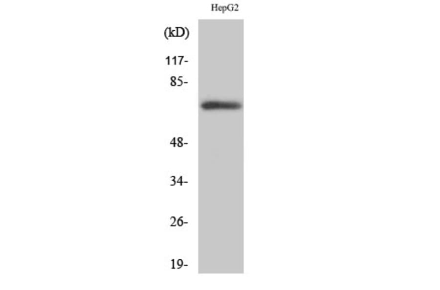 Western Blot - Anti-PLK3 Antibody (C18598) - Antibodies.com