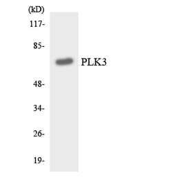 Western Blot - Anti-PLK3 Antibody (R12-3338) - Antibodies.com