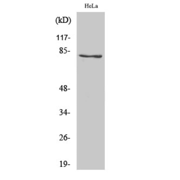 Western Blot - Anti-PLK2 Antibody (C18597) - Antibodies.com