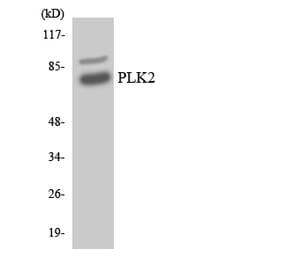 Western Blot - Anti-PLK2 Antibody (R12-3337) - Antibodies.com