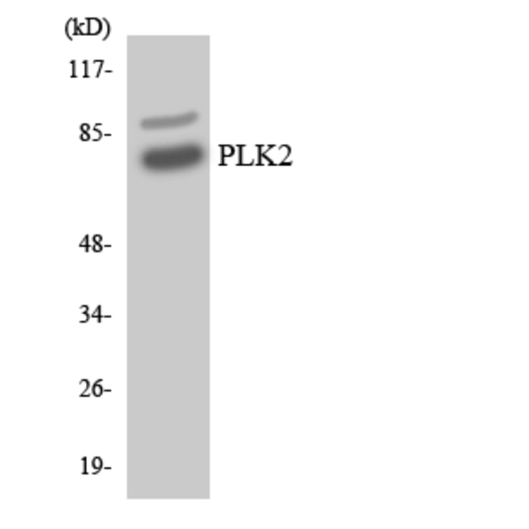 Western Blot - Anti-PLK2 Antibody (R12-3337) - Antibodies.com