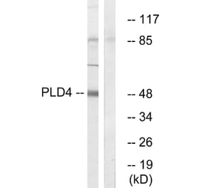 Western Blot - Anti-PLD4 Antibody (C17717) - Antibodies.com