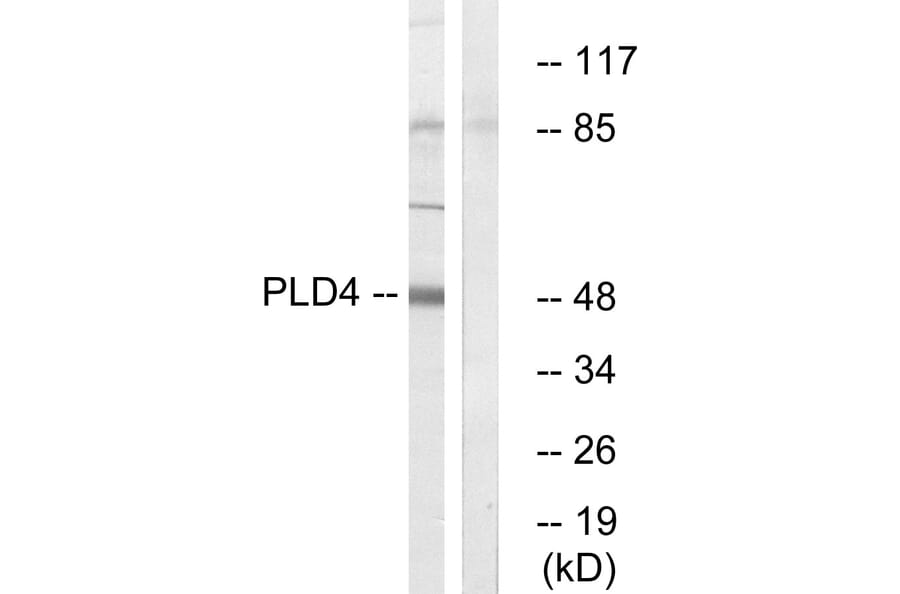 Western Blot - Anti-PLD4 Antibody (C17717) - Antibodies.com