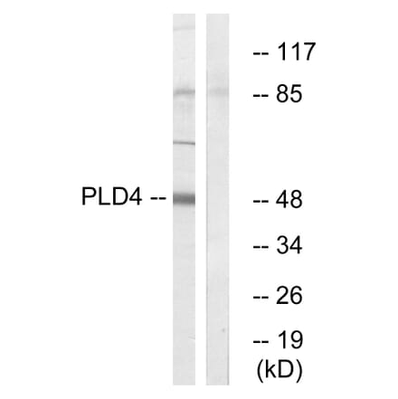 Western Blot - Anti-PLD4 Antibody (C17717) - Antibodies.com