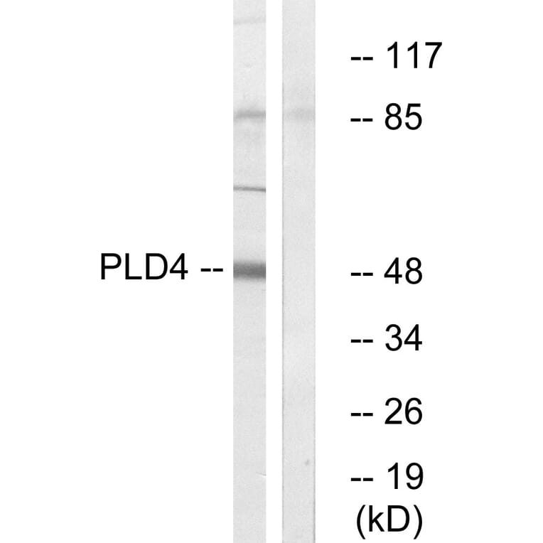 Western Blot - Anti-PLD4 Antibody (C17717) - Antibodies.com