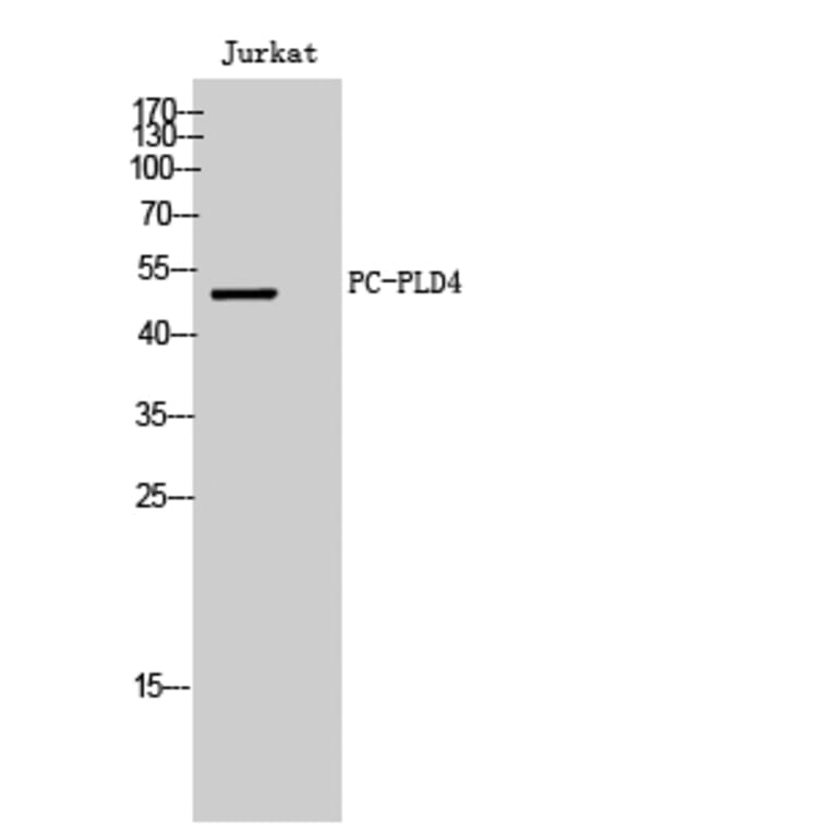 Western Blot - Anti-PLD4 Antibody (C17717) - Antibodies.com