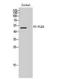 Western Blot - Anti-PLD4 Antibody (C17717) - Antibodies.com