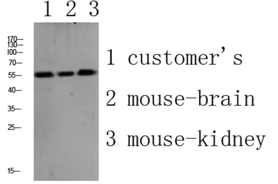 Western Blot - Anti-PLD4 Antibody (C17717) - Antibodies.com