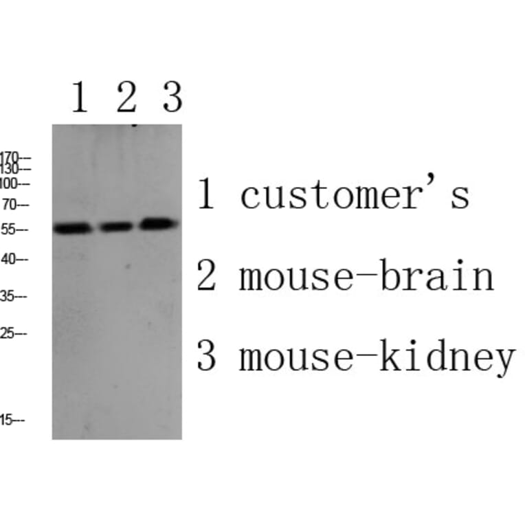 Western Blot - Anti-PLD4 Antibody (C17717) - Antibodies.com