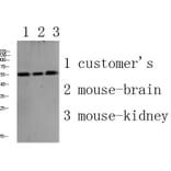 Western Blot - Anti-PLD4 Antibody (C17717) - Antibodies.com