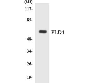 Western Blot - Anti-PLD4 Antibody (R12-3335) - Antibodies.com