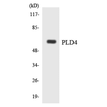 Western Blot - Anti-PLD4 Antibody (R12-3335) - Antibodies.com