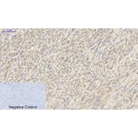 Immunohistochemistry - Anti-PKM2 Antibody (R12-2313) - Antibodies.com