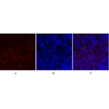 Immunofluorescence - Anti-PKM2 Antibody (R12-2313) - Antibodies.com