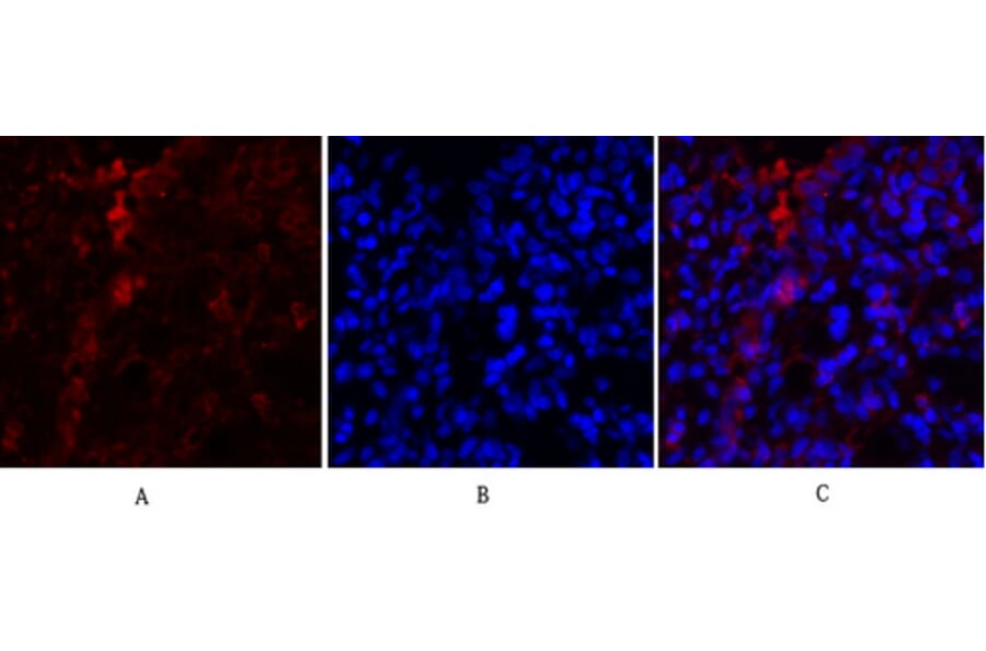 Immunofluorescence - Anti-PKM2 Antibody (R12-2313) - Antibodies.com