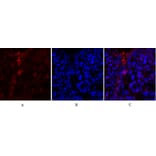 Immunofluorescence - Anti-PKM2 Antibody (R12-2313) - Antibodies.com