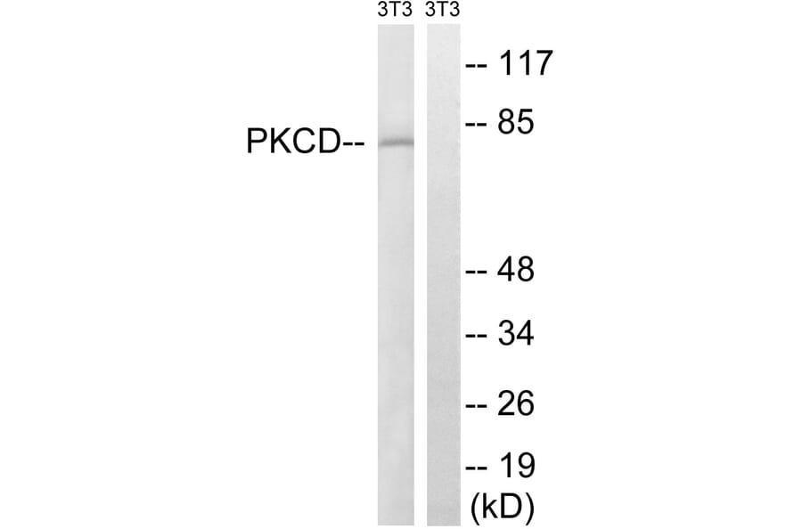Western Blot - Anti-PKCD Antibody (B8171) - Antibodies.com