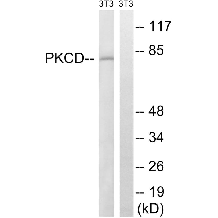 Western Blot - Anti-PKCD Antibody (B8171) - Antibodies.com