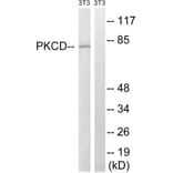 Western Blot - Anti-PKCD Antibody (B8171) - Antibodies.com