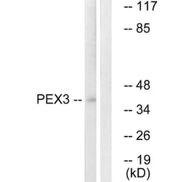 Western Blot - Anti-PEX3 Antibody (C17624) - Antibodies.com