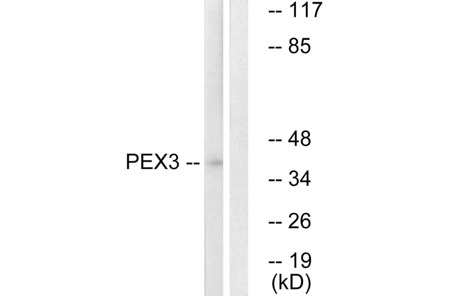 Western Blot - Anti-PEX3 Antibody (C17624) - Antibodies.com
