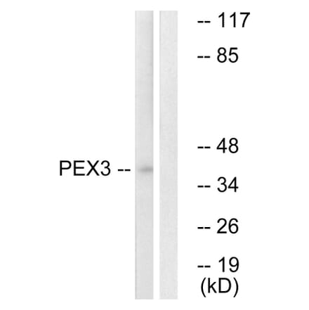 Western Blot - Anti-PEX3 Antibody (C17624) - Antibodies.com