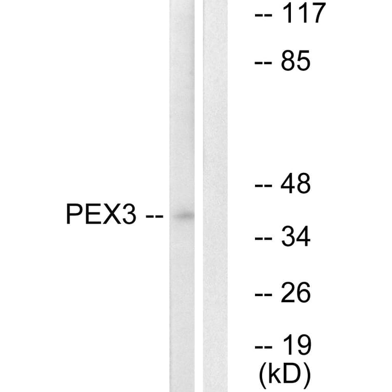 Western Blot - Anti-PEX3 Antibody (C17624) - Antibodies.com
