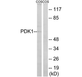 Western Blot - Anti-PDK1 Antibody (B8055) - Antibodies.com