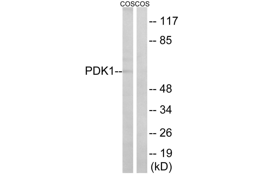 Western Blot - Anti-PDK1 Antibody (B8055) - Antibodies.com