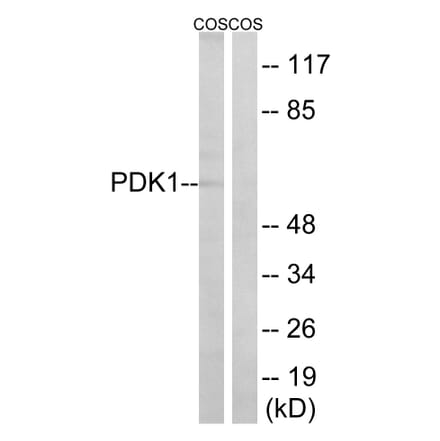 Western Blot - Anti-PDK1 Antibody (B8055) - Antibodies.com