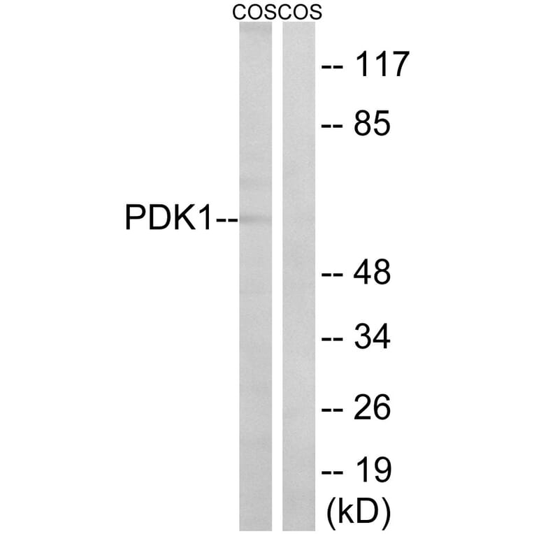 Western Blot - Anti-PDK1 Antibody (B8055) - Antibodies.com