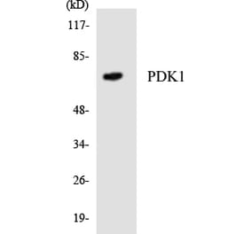 Western Blot - Anti-PDK1 Antibody (R12-3308) - Antibodies.com
