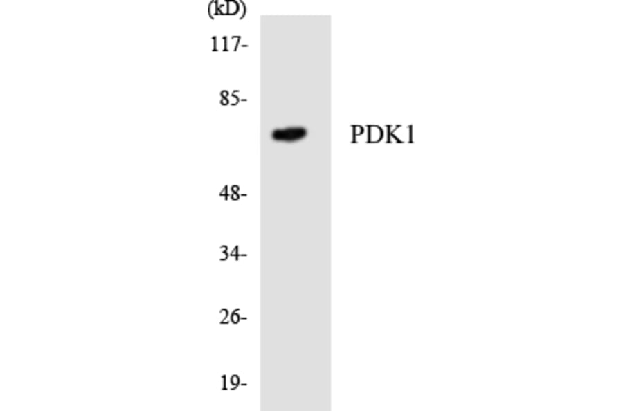 Western Blot - Anti-PDK1 Antibody (R12-3308) - Antibodies.com