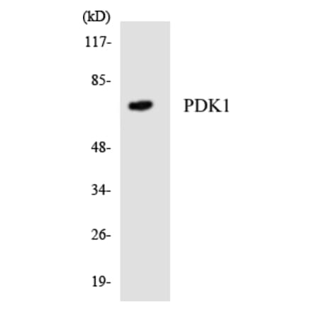 Western Blot - Anti-PDK1 Antibody (R12-3308) - Antibodies.com