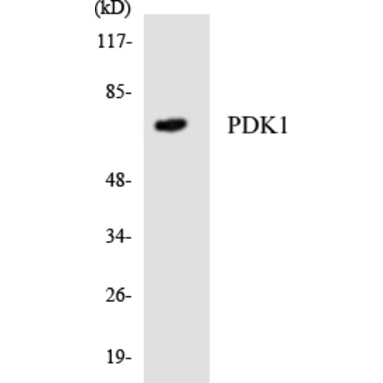Western Blot - Anti-PDK1 Antibody (R12-3308) - Antibodies.com