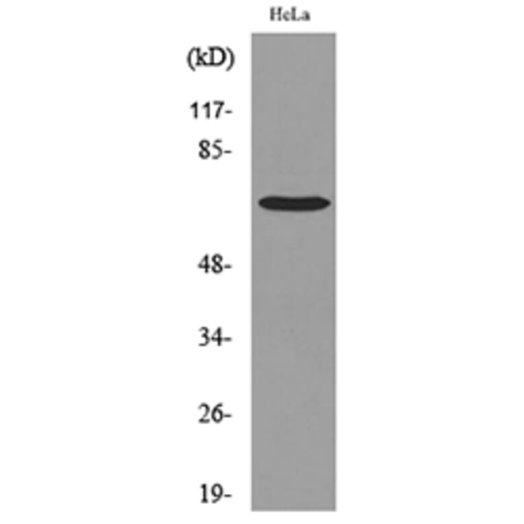 Western Blot - Anti-PCK1 Antibody (C30306) - Antibodies.com