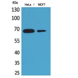 Western Blot - Anti-PCK1 Antibody (C30306) - Antibodies.com