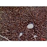 Immunohistochemistry - Anti-PCK1 Antibody (C30306) - Antibodies.com