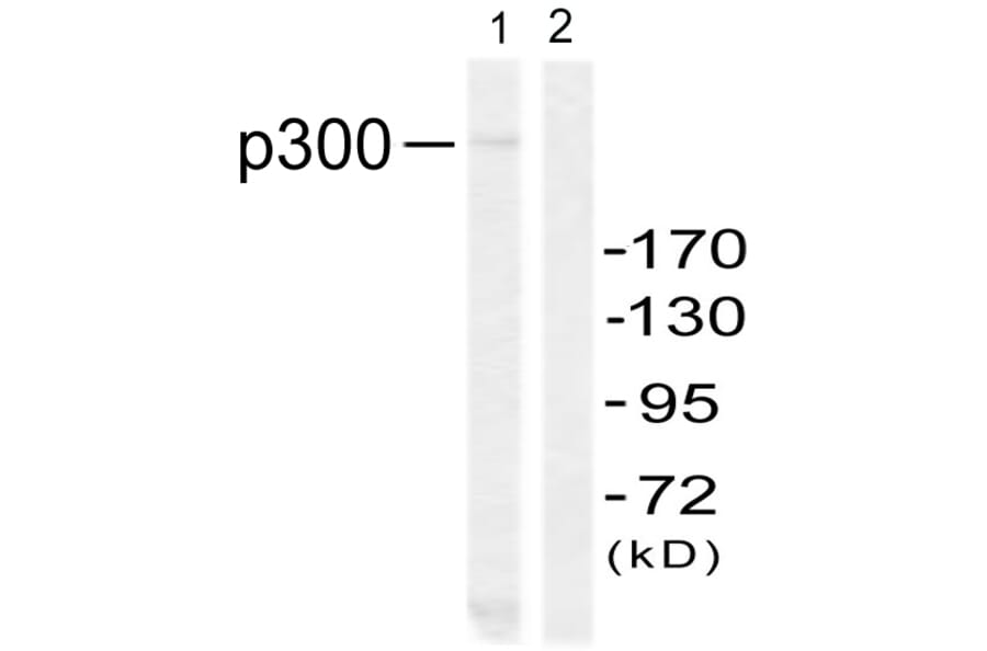 Western Blot - Anti-p300 Antibody (B0528) - Antibodies.com