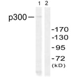 Western Blot - Anti-p300 Antibody (B0528) - Antibodies.com