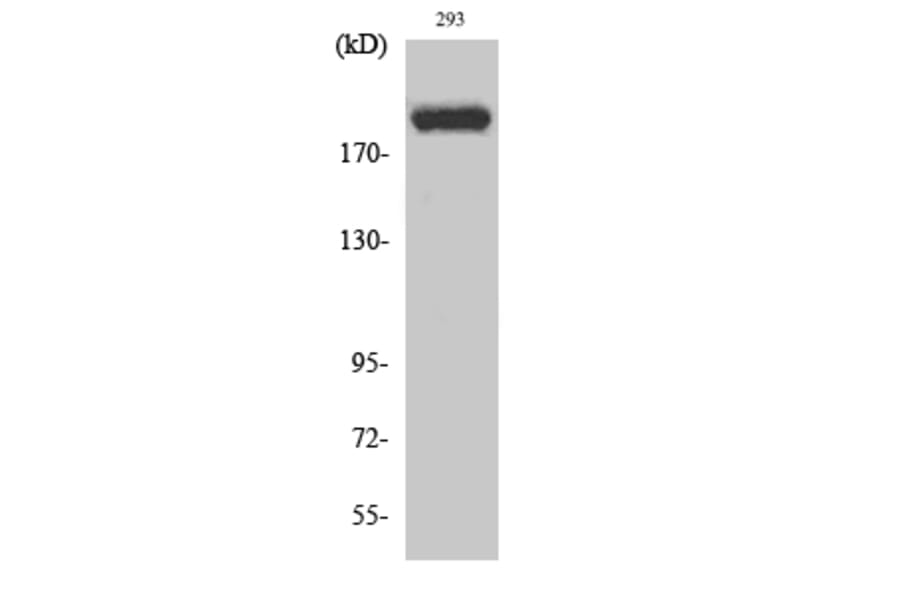 Western Blot - Anti-p300 Antibody (B0528) - Antibodies.com