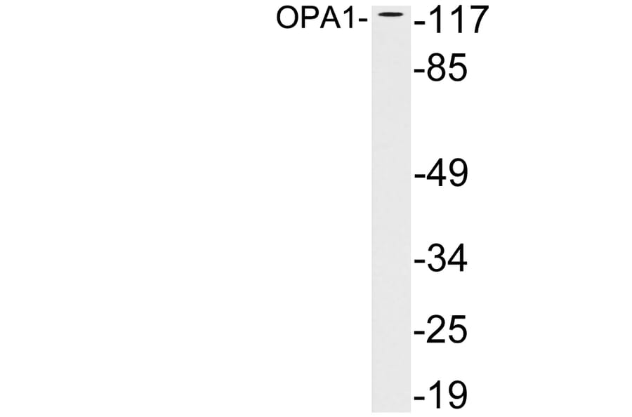 Western Blot - Anti-OPA1 Antibody (R12-2283) - Antibodies.com