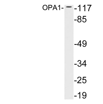 Western Blot - Anti-OPA1 Antibody (R12-2283) - Antibodies.com