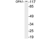 Western Blot - Anti-OPA1 Antibody (R12-2283) - Antibodies.com