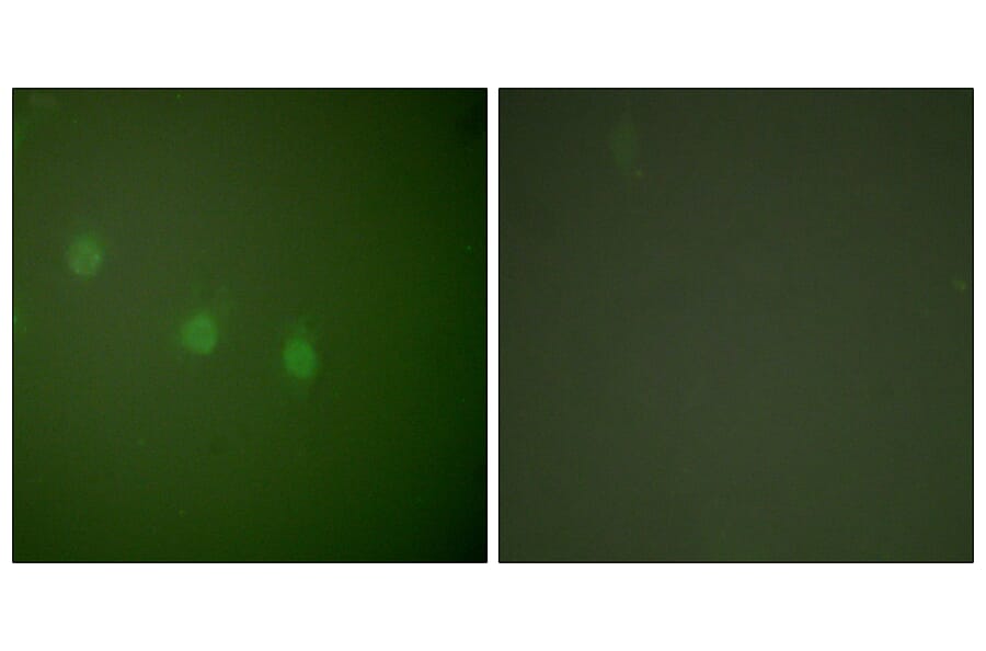 Immunofluorescence - Anti-OCT2 Antibody (C0282) - Antibodies.com