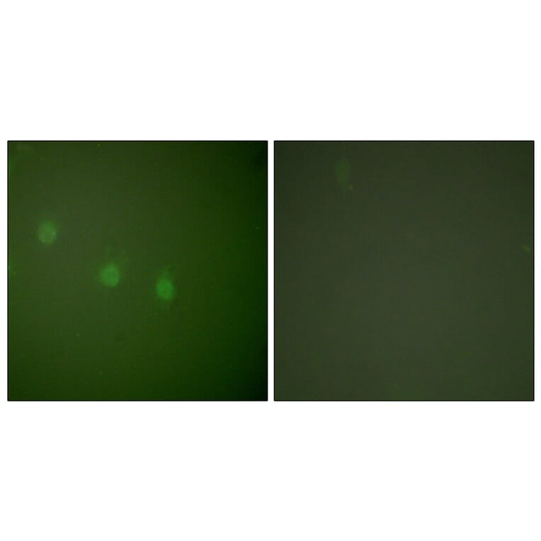 Immunofluorescence - Anti-OCT2 Antibody (C0282) - Antibodies.com