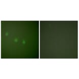 Immunofluorescence - Anti-OCT2 Antibody (C0282) - Antibodies.com